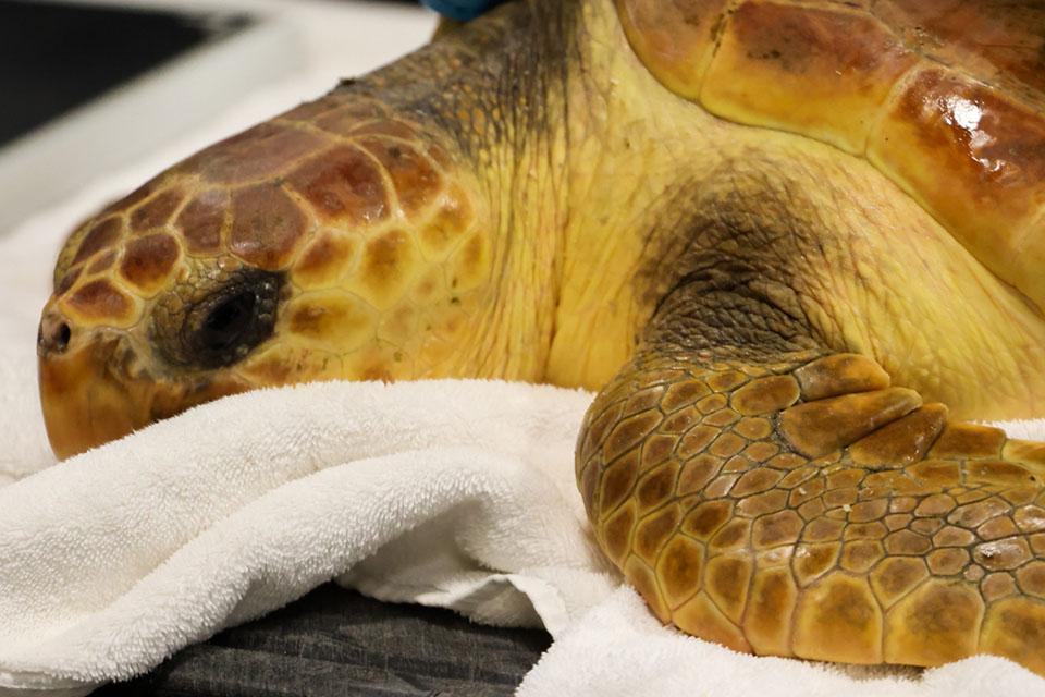 Wonders of Wildlife welcomes turtle named Bobby through partnership with Northwest